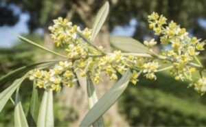 Fiore di Ulivo