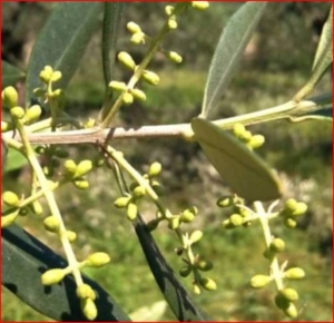 Allegagione Ulivo