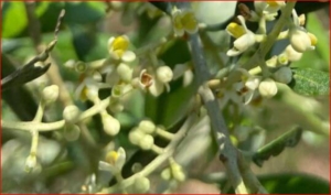 Mignole e Fiori di Ulivo
